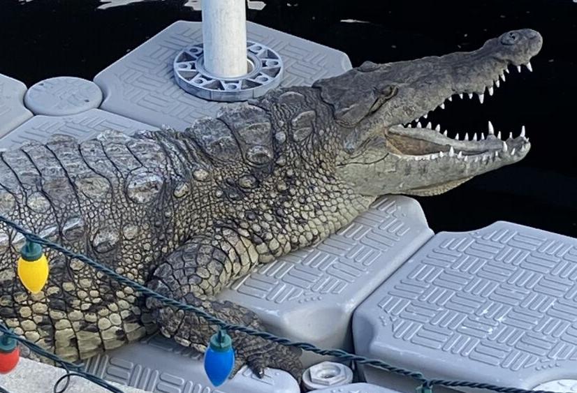 Crocodile in Punta Gorda Isles canal